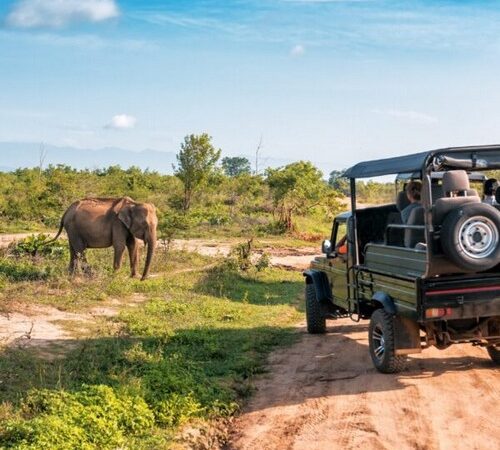 Wild South Africa