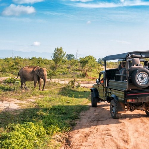 Wild South Africa